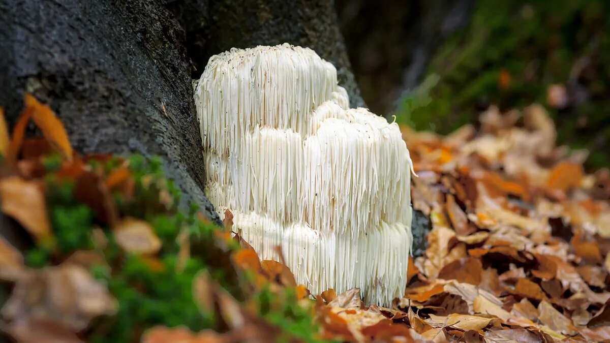 Hericium erinaceus