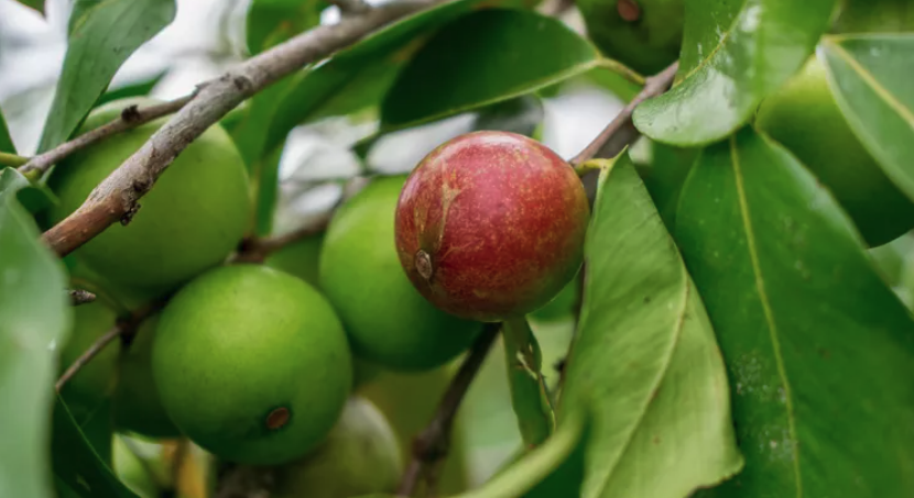 bienfaits Camu Camu