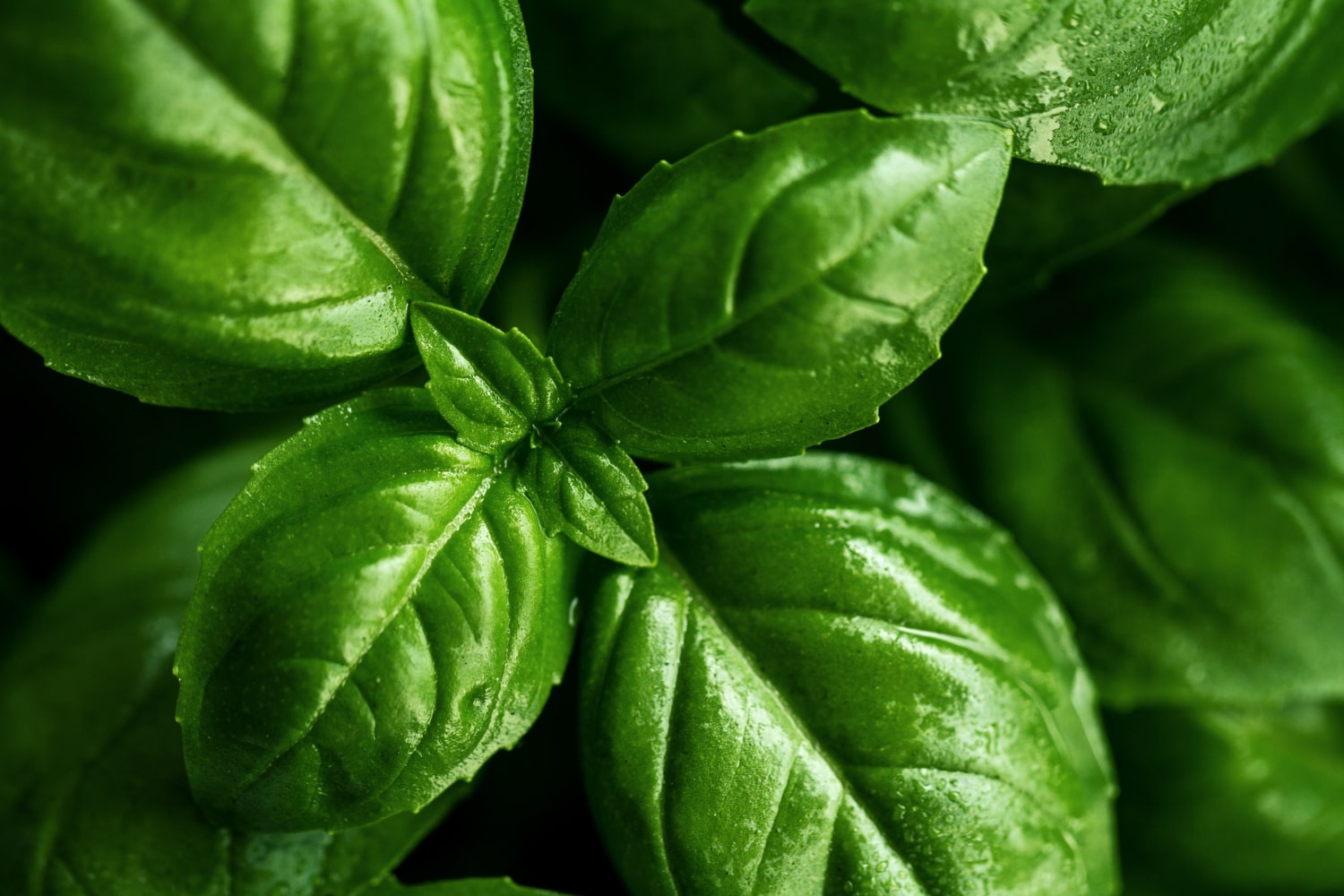Basilic frais