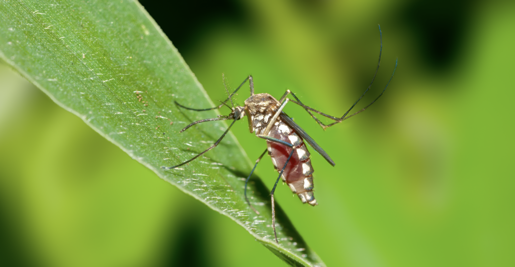 prévenir les piqures de moustiques